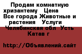 Продам комнатную хризантему › Цена ­ 250 - Все города Животные и растения » Услуги   . Челябинская обл.,Усть-Катав г.